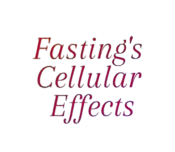 Fasting’s Cellular Effects