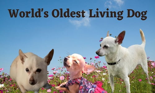 World's Oldest Living Dog